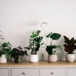 green plant on white ceramic pot