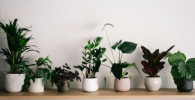 green plant on white ceramic pot